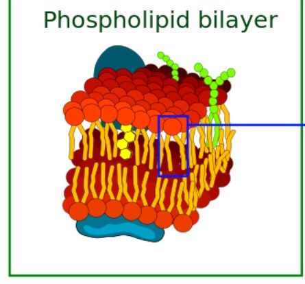 This diagram shows the phospholipid bilayer fluid mosaic model. Two sets of phospholipids are arranged such that the hydrophobic tails are facing each other and the hydrophilic heads are facing the extracellular environment. Hydrophobic cholesterol are embedded with the hydrophobic tails and hydrophilic integral proteins project out into the extracellular environment.