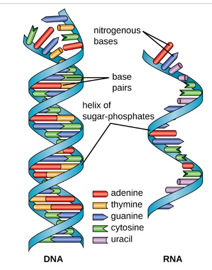 A diagram of DNA and RNA. DNA has the double helix shape with the helix of sugar-phosphates on the outside and the base pairs on the inside. RNA has a single helix of sugar-phosphates with nitrogenous bases along the length of the helix