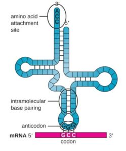 shows a single strand folded into a cross shape with intramolecular base pairing. The 3’ end at the top is labeled amino acid attachment site and has the sequence ACC. The 5’ end is also at the top. At the base of the cross is a three letter grouping called anticodon. This is complementary to a three letter set on the mRNA called a codon.