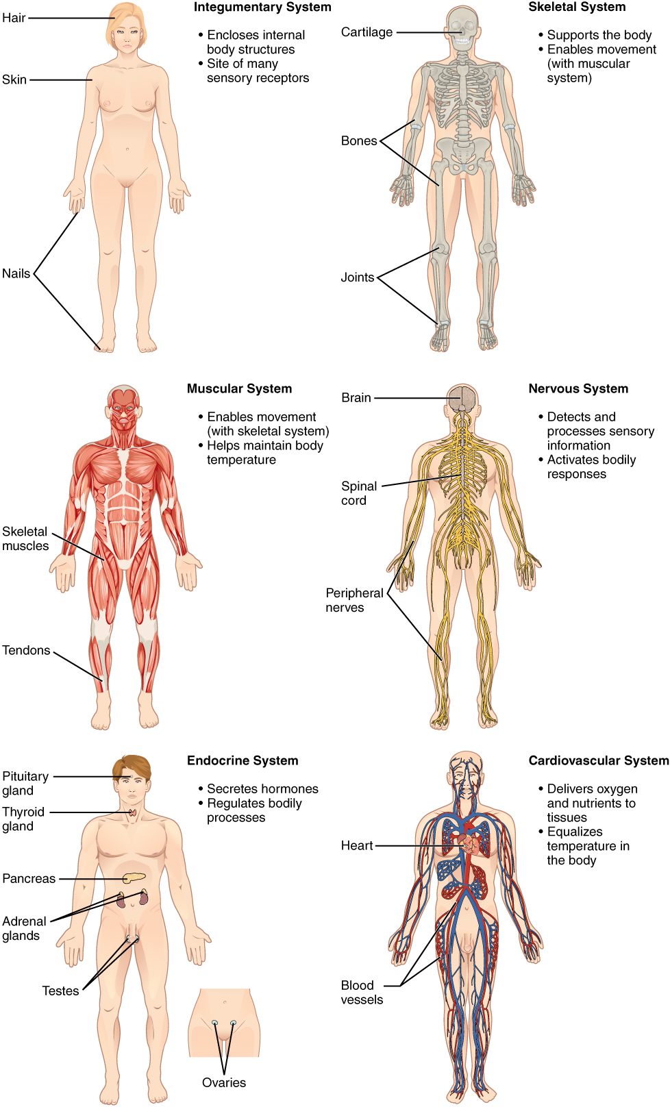 This illustration shows six silhouettes of a human female, each showing the components of a different organ system. The integumentary system encloses internal body structures and is the site of many sensory receptors. The integumentary system includes the hair, skin, and nails. The skeletal system supports the body and, along with the muscular system, enables movement. The skeletal system includes cartilage, such as that at the tip of the nose, as well as the bones and joints. The muscular system enables movement, along with the skeletal system, but also helps to maintain body temperature. The muscular system includes skeletal muscles, as well as tendons that connect skeletal muscles to bones. The nervous system detects and processes sensory information and activates bodily responses. The nervous system includes the brain, spinal cord, and peripheral nerves, such as those located in the limbs. The endocrine system secretes hormones and regulates bodily processes. The endocrine system includes the pituitary gland in the brain, the thyroid gland in the throat, the pancreas in the abdomen, the adrenal glands on top of the kidneys, and the testes in the scrotum of males as well as the ovaries in the pelvic region of females. The cardiovascular system delivers oxygen and nutrients to the tissues as well as equalizes temperature in the body. The cardiovascular system includes the heart and blood vessels.